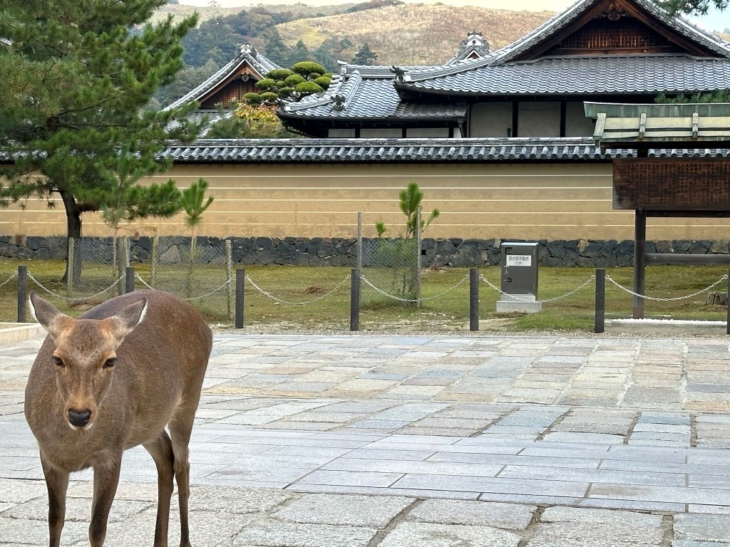 Japan 2023 — photo 310