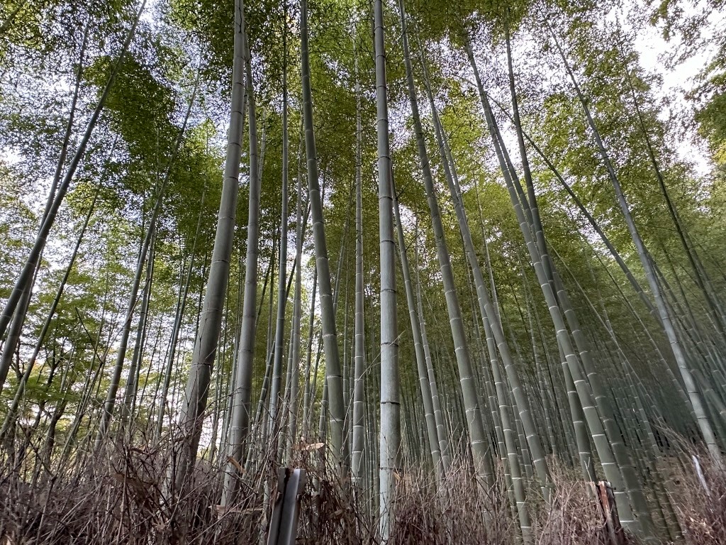 Japan 2023 — photo 370