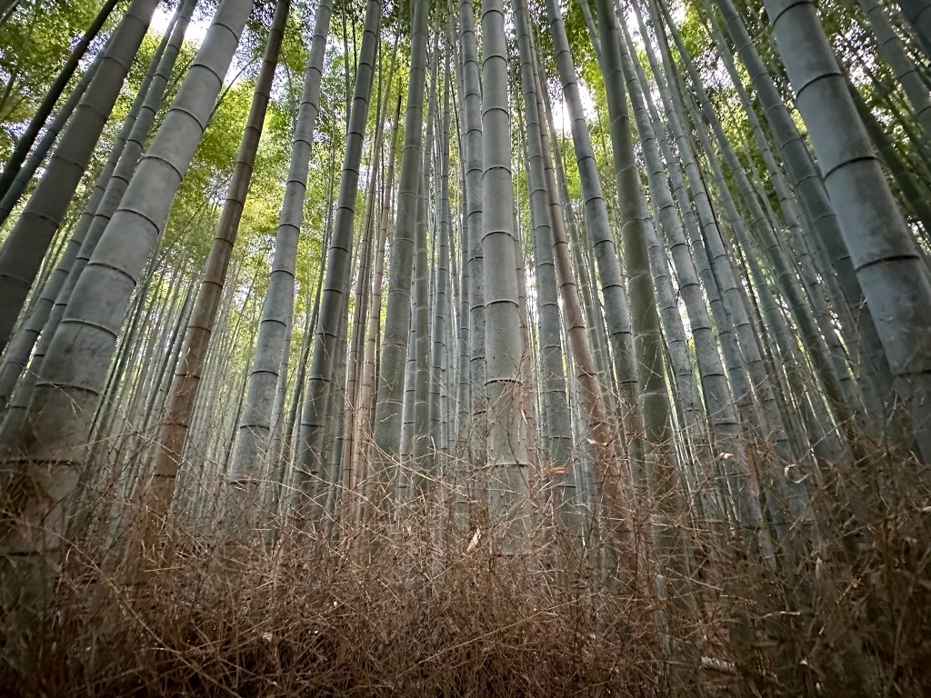 Japan 2023 — photo 373